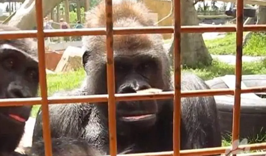 O gorilă este fascinată de o omidă pufoasă VIDEO