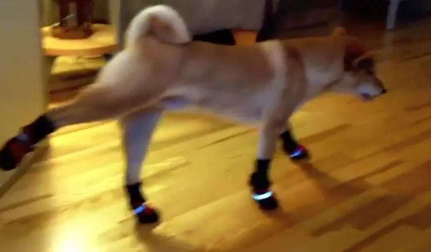 Cum reacţionează un câine când stăpânii îi pun şosete VIDEO