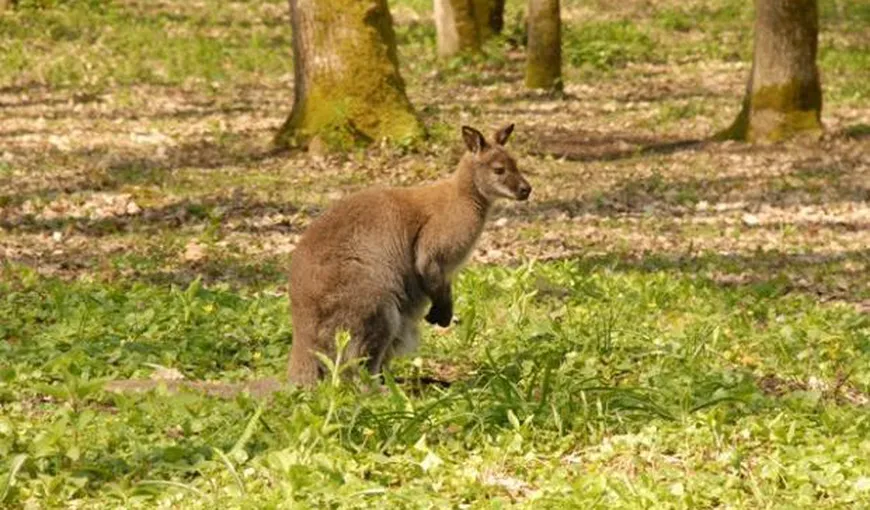 BLESTEM la ZOO: Un al treilea cangur a murit la Grădina Zoologică Bucov