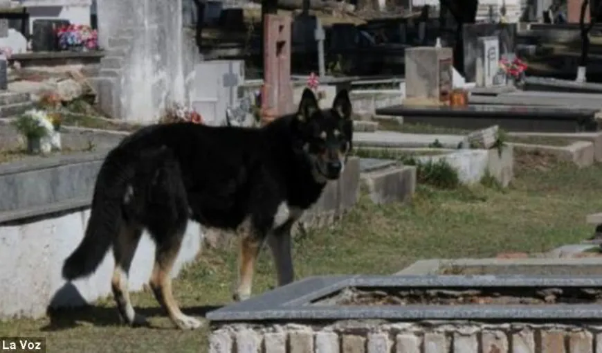 Povestea celui mai credincios câine. De şase ani stă lângă mormântul stăpânului