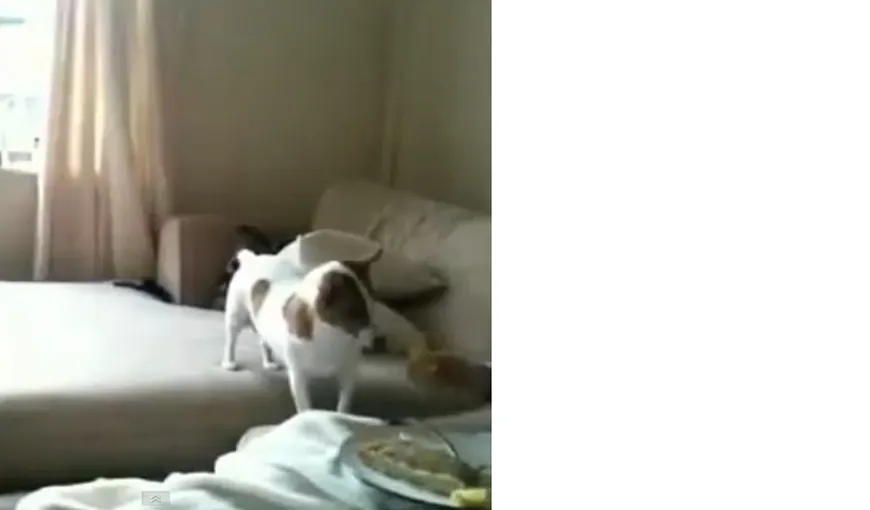 Reacţia unui căţel atunci când gustă o lămâie VIDEO