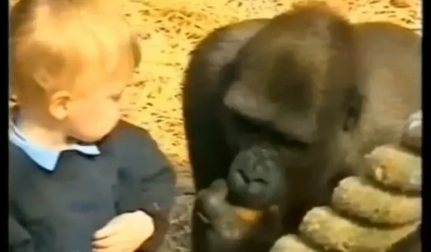 Copil de un an şi jumătate, dat pe mâna gorilelor VIDEO