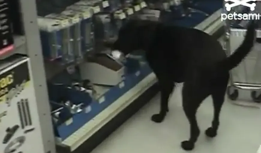 Câinele, cel mai bun prieten al omului…la cumpărături VIDEO