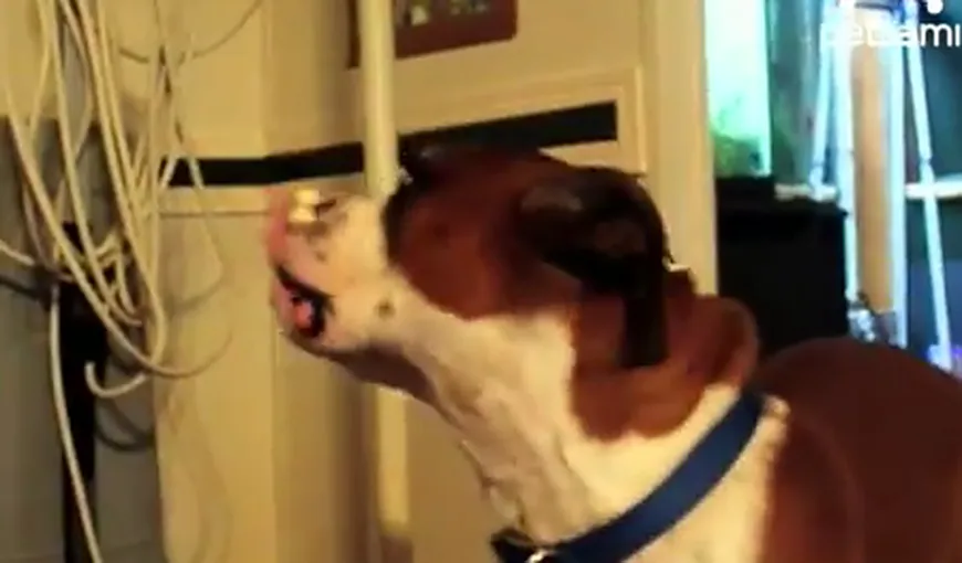 Un câine se chinuie să îşi ia mâncarea de pe nas VIDEO