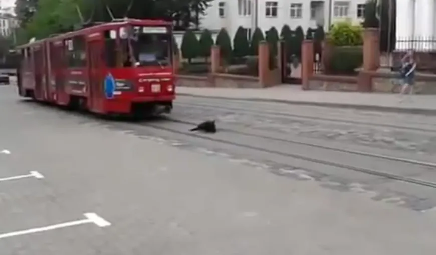 Un câine încăpăţânat blochează tramvaiul VIDEO