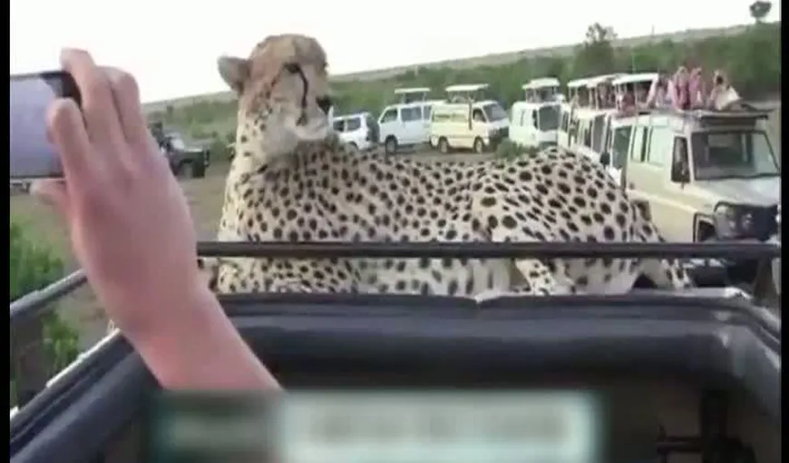 Ţinuţi „ostatici” de un ghepard: Animalul s-a tolănit pe o maşină, într-un safari