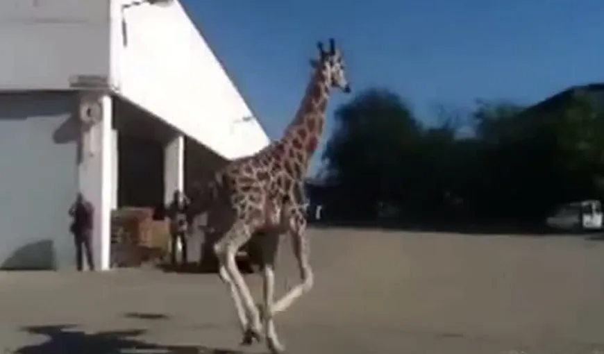 Girafă scăpată de la circ, omorâtă în Italia VIDEO