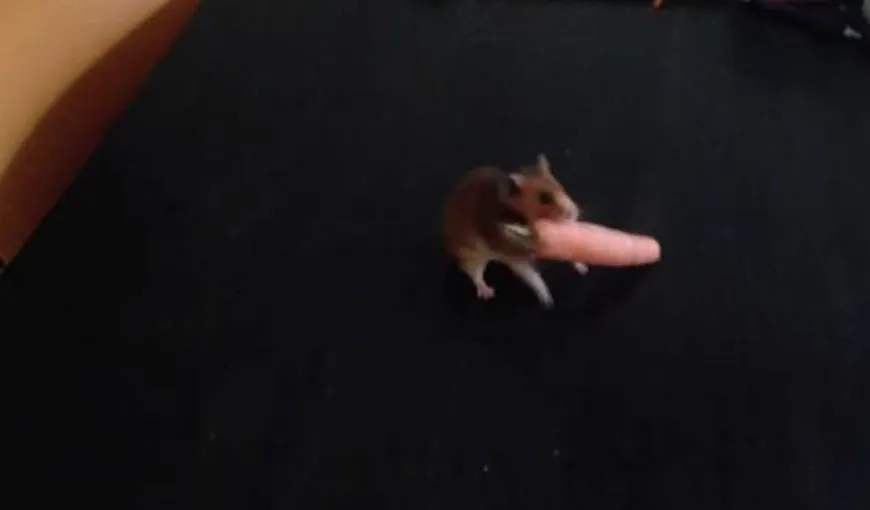 Un hamster pofticios se luptă cu un morcov mai mare decât el VIDEO