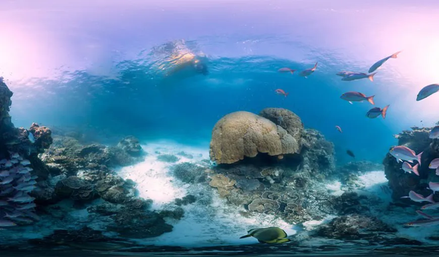 Google Street View ne conduce printre recifele de corali FOTO