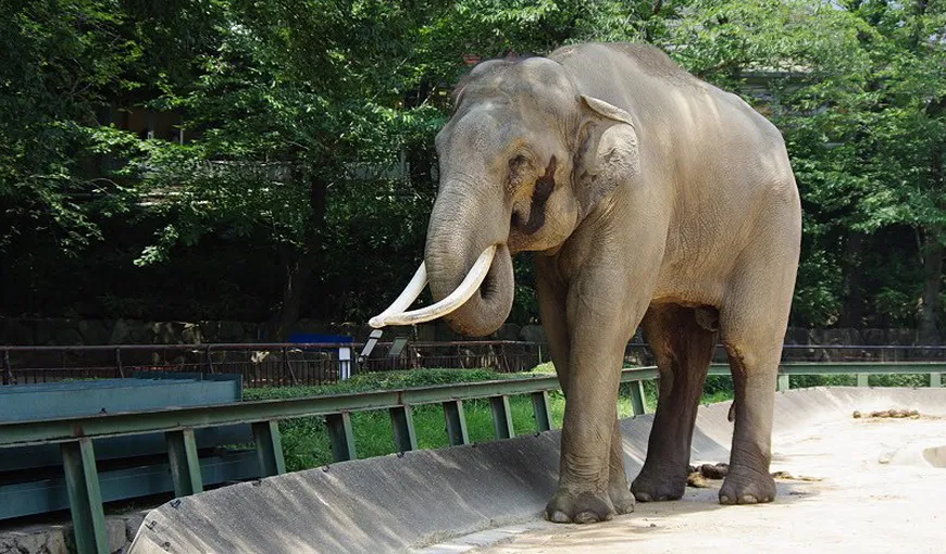 Singurul elefant indian din România, adus la Grădina Zoologică din Târgu Mureş