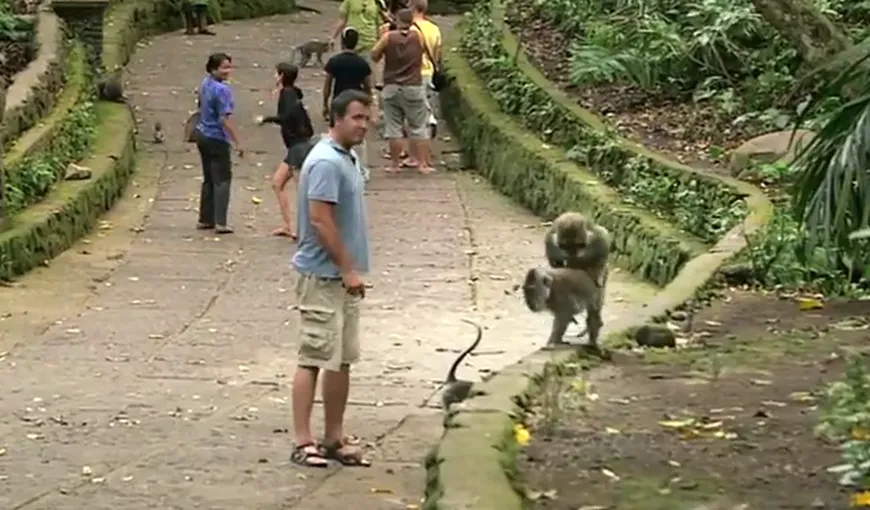 Două maimuţe iubăreţe strică un reportaj TV VIDEO