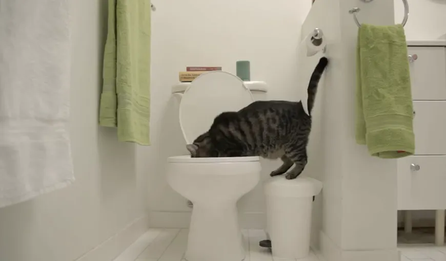 Pisica războinică: Felina care luptă pentru planetă, vedetă pe internet VIDEO
