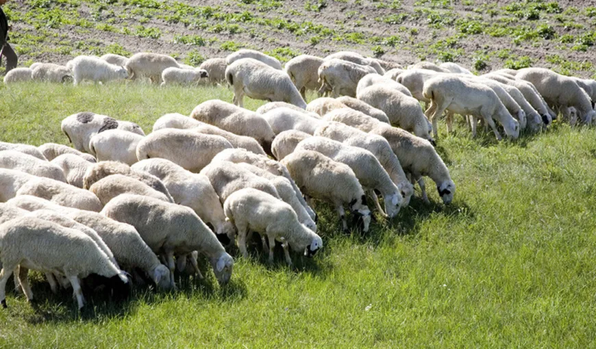 Mioriţa, în varianta italiană: Doi ciobani români, împuşcaţi în nordul Italiei
