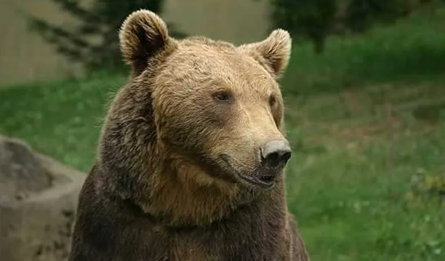 Asociaţia „Cuţu, Cuţu” propune tranchilizarea şi mutarea urşilor din Dâmboviţa într-o rezervaţie
