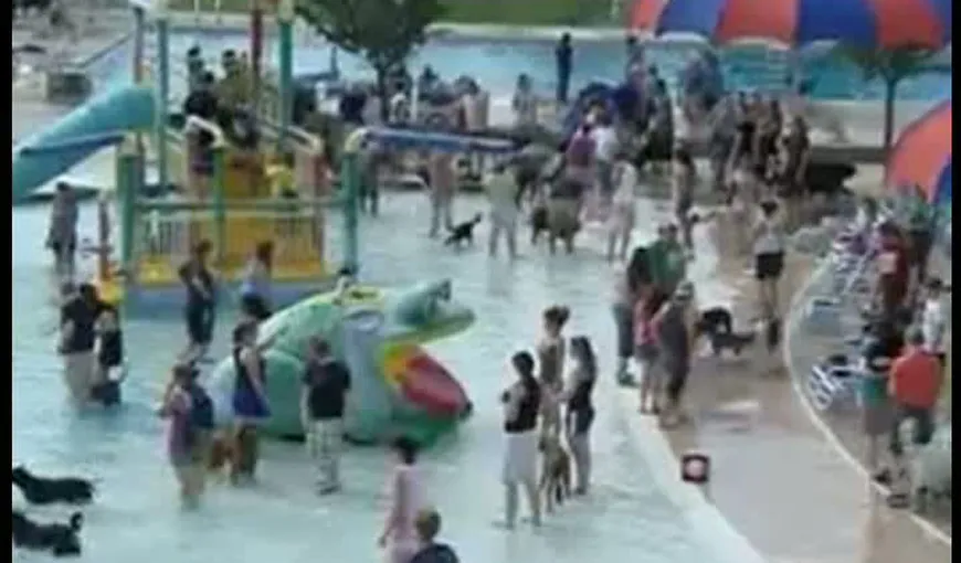 350 de câini au participat la o petrecere la piscină VIDEO