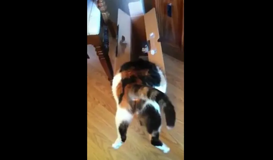 O pisică grasă rămâne blocată într-o cutie mult prea mică pentru ea VIDEO