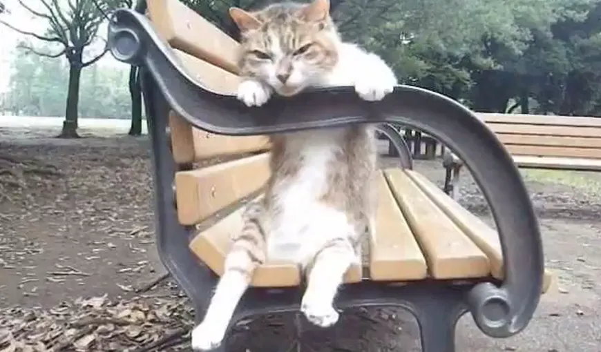 Pisica relaxată inspiră lumea: O nouă felină, surprinsă într-o ipostază nostimă VIDEO