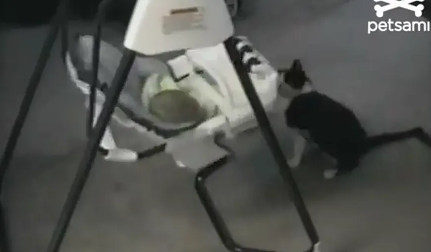 O pisică leagănă un bebeluş VIDEO