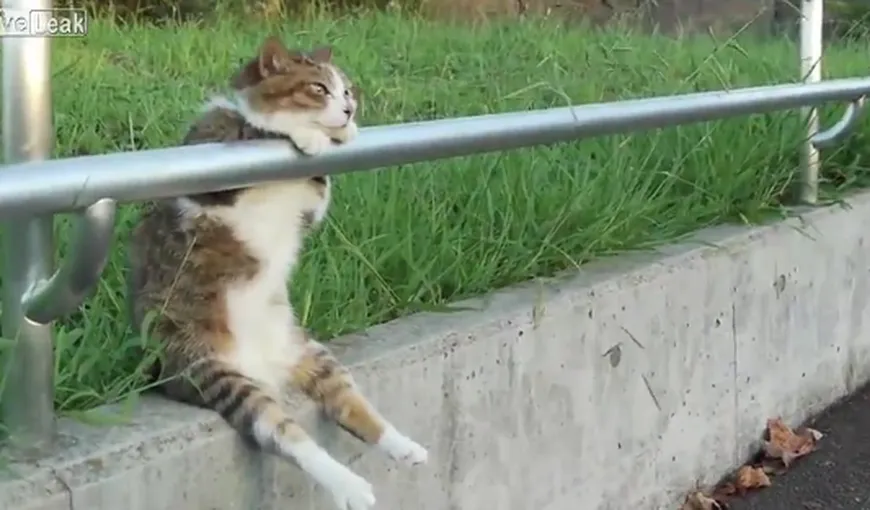 Cum se relaxează o pisică: Poziţia neobişnuită a unei feline VIDEO