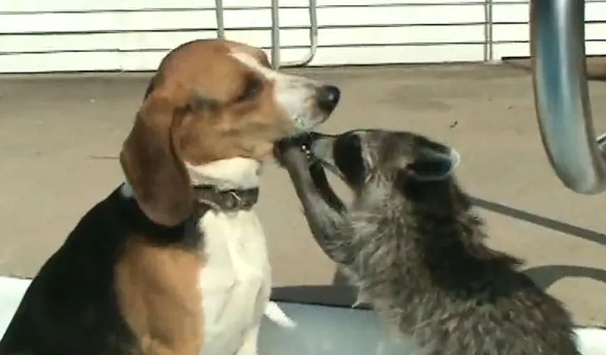 Un raton face pe dentistul pentru un câine VIDEO