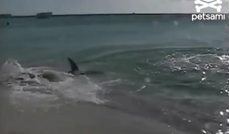 Surpriză cu colţi: Un rechin a încercat să atace un cuplu aflat pe malul apei VIDEO