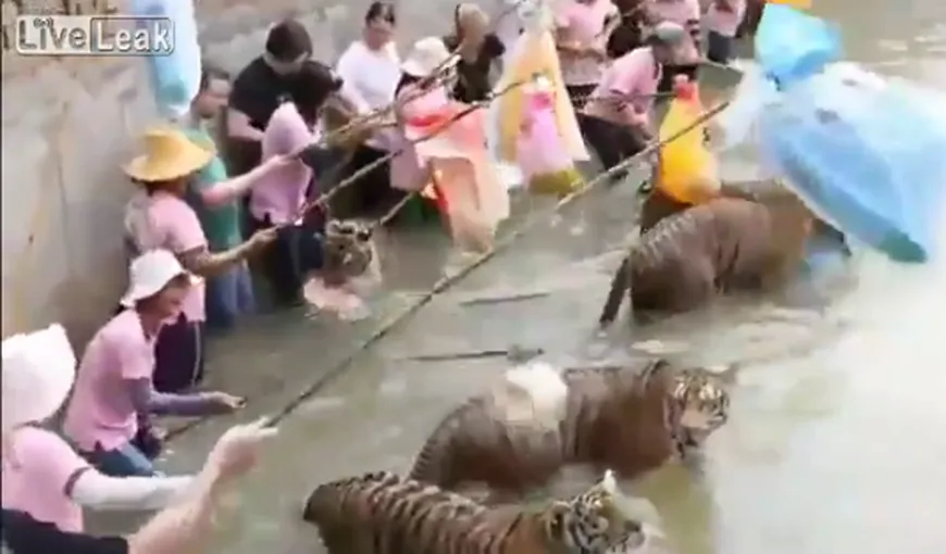 Amatori de senzaţii tari: Turiştii se joacă cu tigrii într-un parc din Thailanda VIDEO