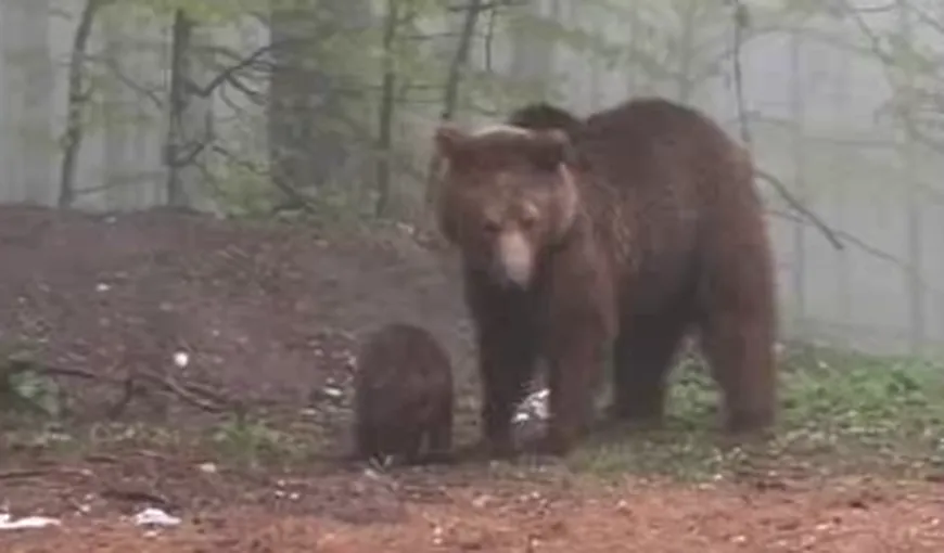 Poliţia Dâmboviţa: Ursul care a atacat trei oameni a fost localizat, zona e încercuită de vânători