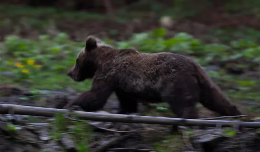 NOI ATACURI ale ursului în Dâmboviţa. Vânătorii au primit autorizaţie să împuşte animalul