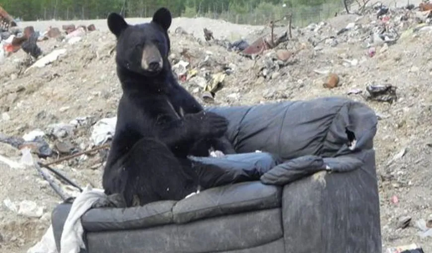 Un urs obosit s-a relaxat în aer liber pe… o canapea FOTO