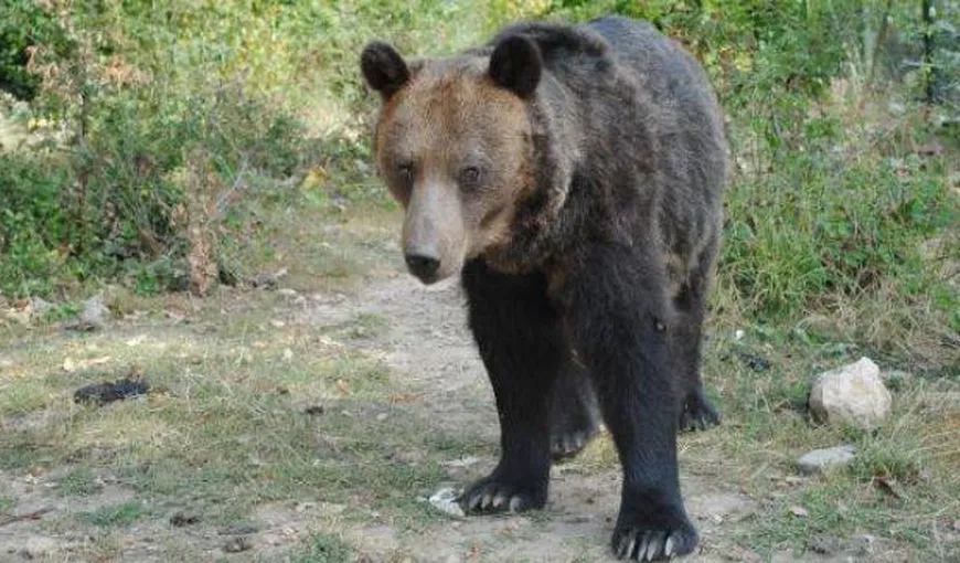 Soţia bărbatului sfâşiat de urs: Soţul meu nu este braconier, ci victimă. Urşii vin des în zonă