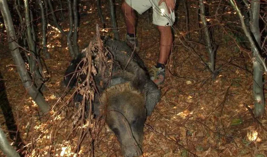 Primul urs monitorizat prin GPS de WWF în Maramureş a fost ucis de braconieri