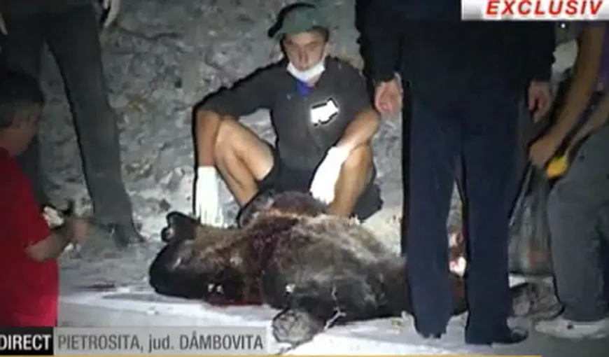 Ursul împuşcat în judeţul Dâmboviţa era bolnav de rabie