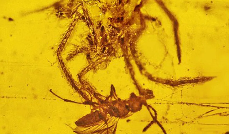 Momentul în care un păianjen preistoric atacă prada, imortalizat în chihlimbar FOTO