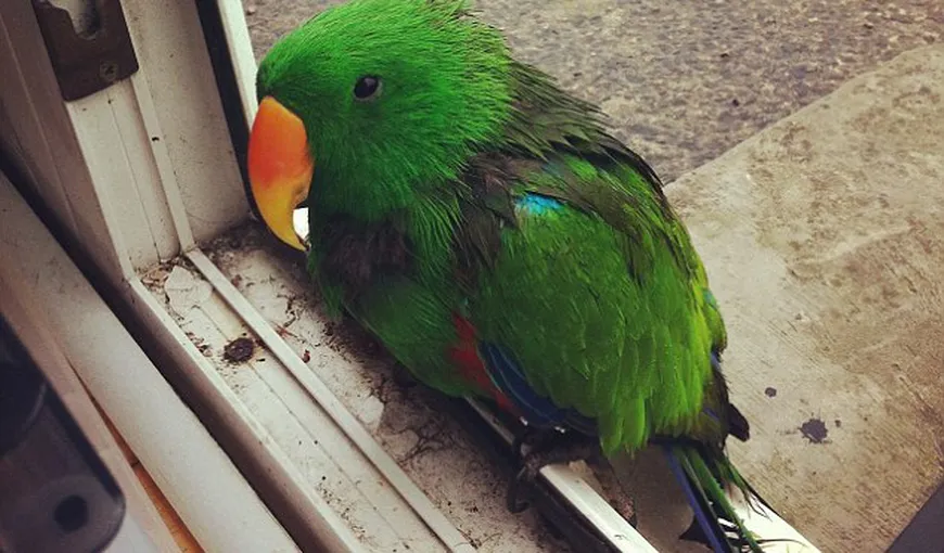 Un papagal pierdut a bătut la uşa unei case, pentru a fi ajutat FOTO