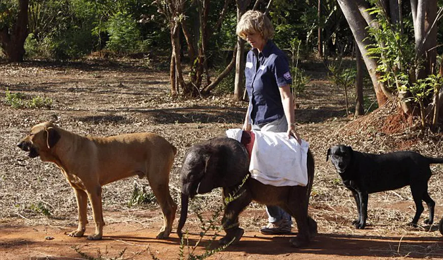 Un pui de elefant orfan, adoptat de oameni, s-a împrieteni cu doi câini FOTO