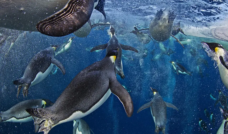 Fotografia anului: Pinguinii care înoată sub gheaţa din Antarctica FOTO
