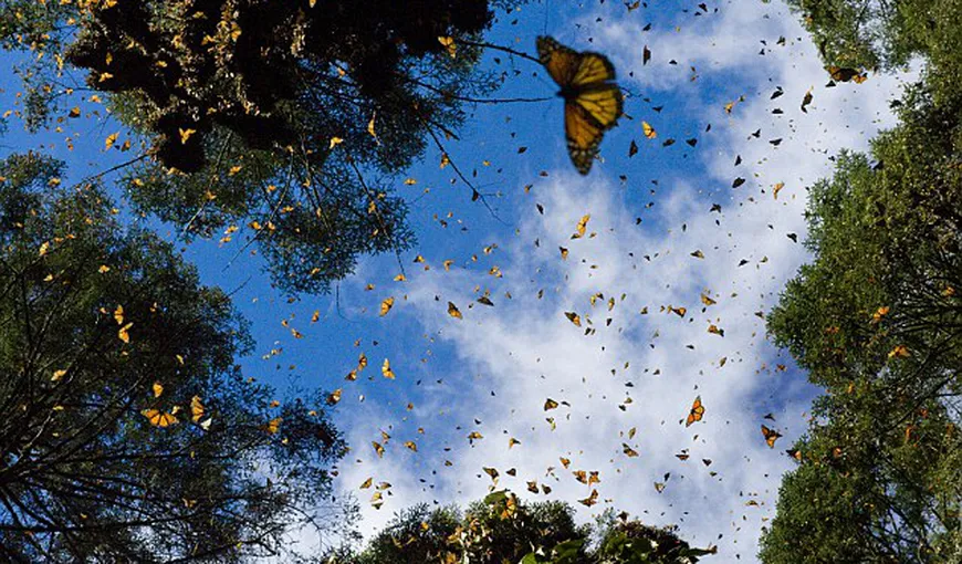 Imagini care îţi taie răsuflarea: Migraţia anuală a milioane de fluturi monarh FOTO
