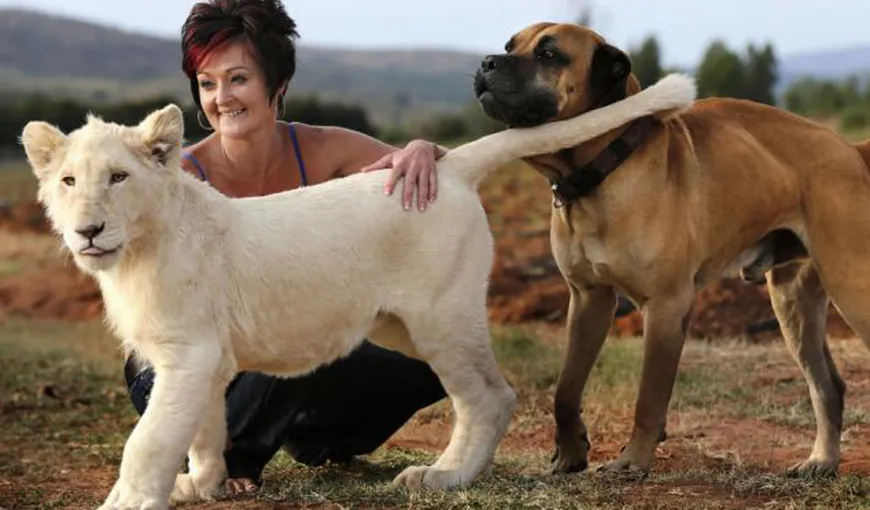 O femeie îşi împarte viaţa cu un pui de leu alb FOTO