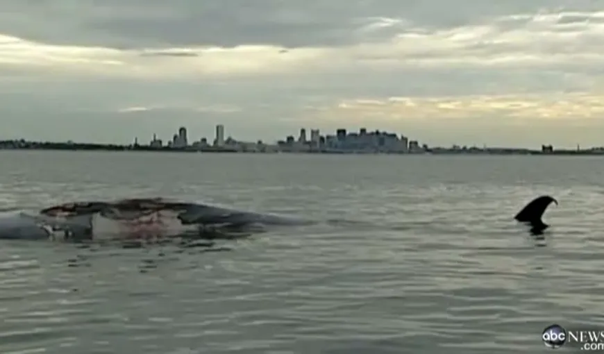 O balenă gigantică, găsită moartă într-un port din Boston VIDEO