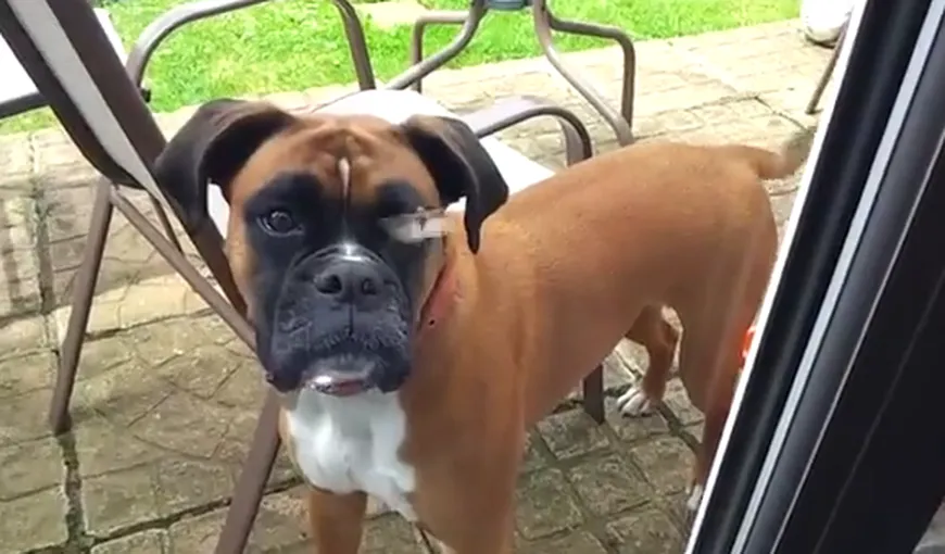 Nu tot ce zboară se mănâncă: Un câine încearcă cu disperare să prindă un fluture VIDEO