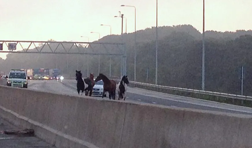 Caii nărăvaşi au blocat o autostradă din Marea Britanie VIDEO
