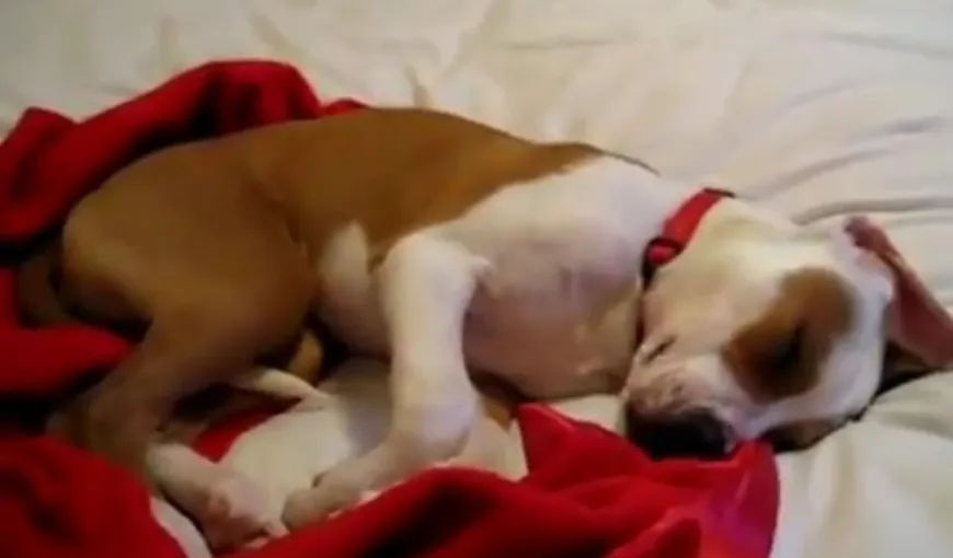 Şi câinii visează urât. Vezi ce face un patruped în somn VIDEO