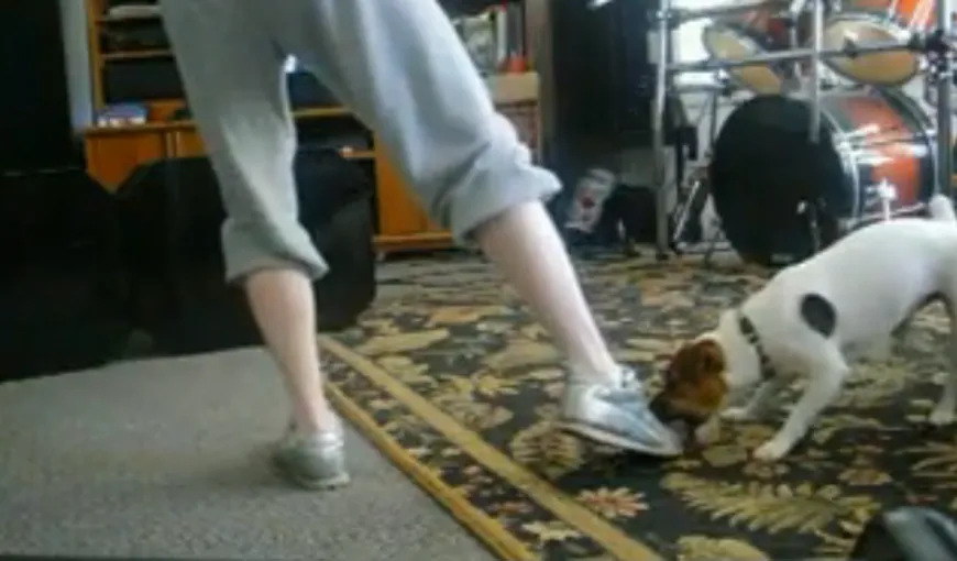 Vezi ce face un câine care urăşte exerciţiile fizice VIDEO