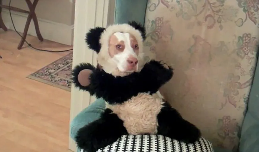 Un câine poznaş, făcut de râs pe internet: Ce prostii a făcut un căţel în casă VIDEO