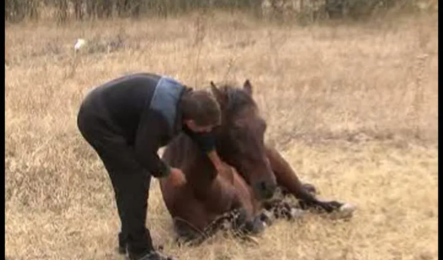 ŞOCANT: A tăiat cu toporul picioarele unui cal, pentru că ar fi păscut pe terenul lui VIDEO