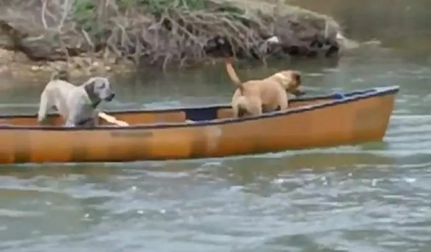 Un câine de milioane. Vezi cum şi-a salvat prietenii blocaţi într-o canoe VIDEO
