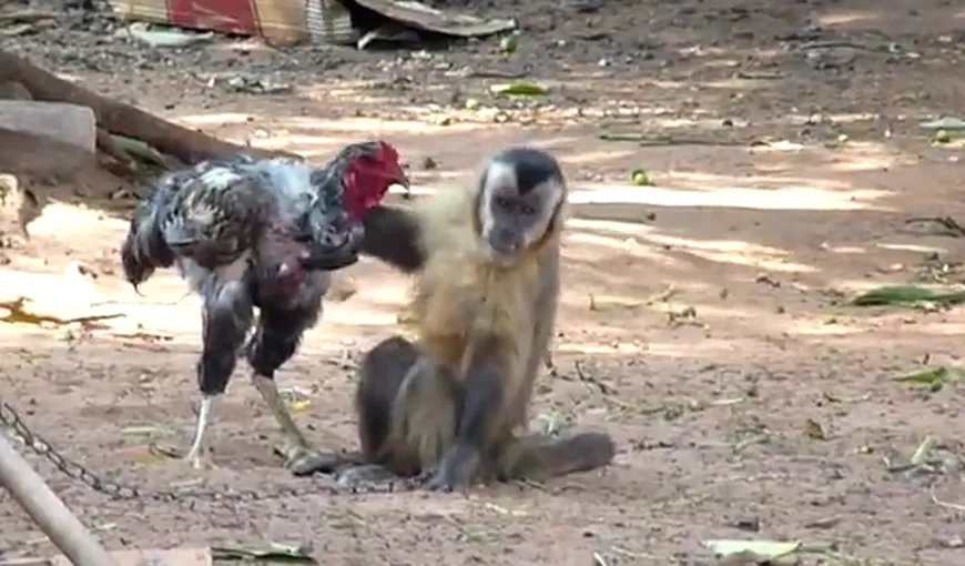 RAR VEZI AŞA CEVA: Meci strâns între o maimuţă şi un cocoş VIDEO