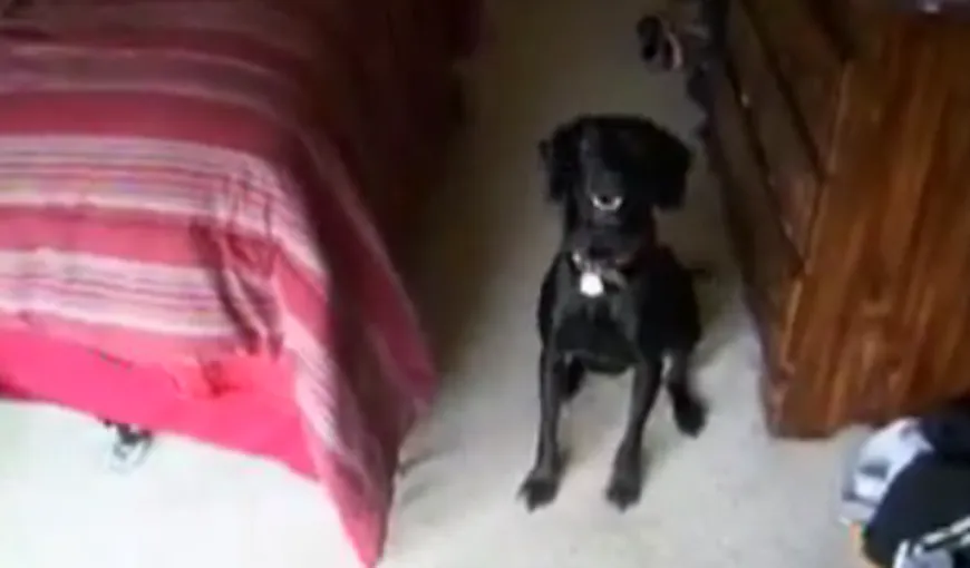 Cum reacţionează un câine când aude cuvântul „baie” VIDEO