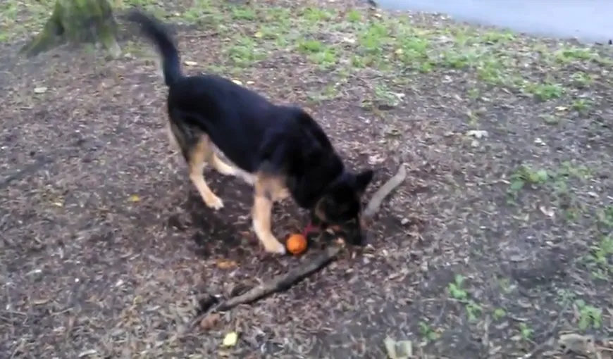 Disperare mare: Ce face un câine care vrea rădăcina unui copac VIDEO