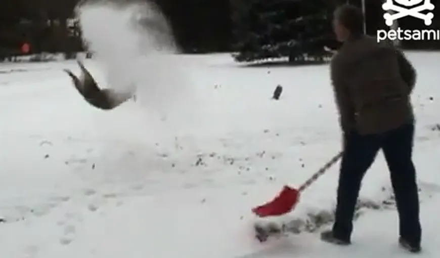 Un căţel haios: Adoră să facă sărituri cu spatele prin zăpadă VIDEO